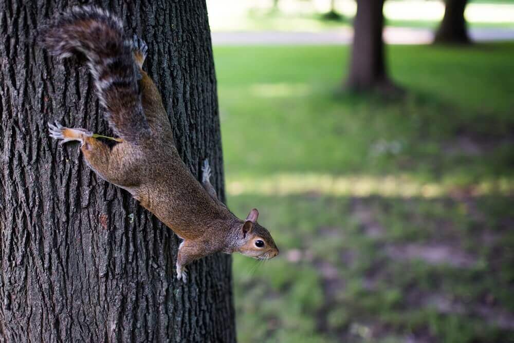 Squirrels are drawn to the shelter of homes and businesses