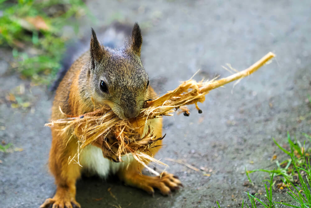 Squirrels can be distructive