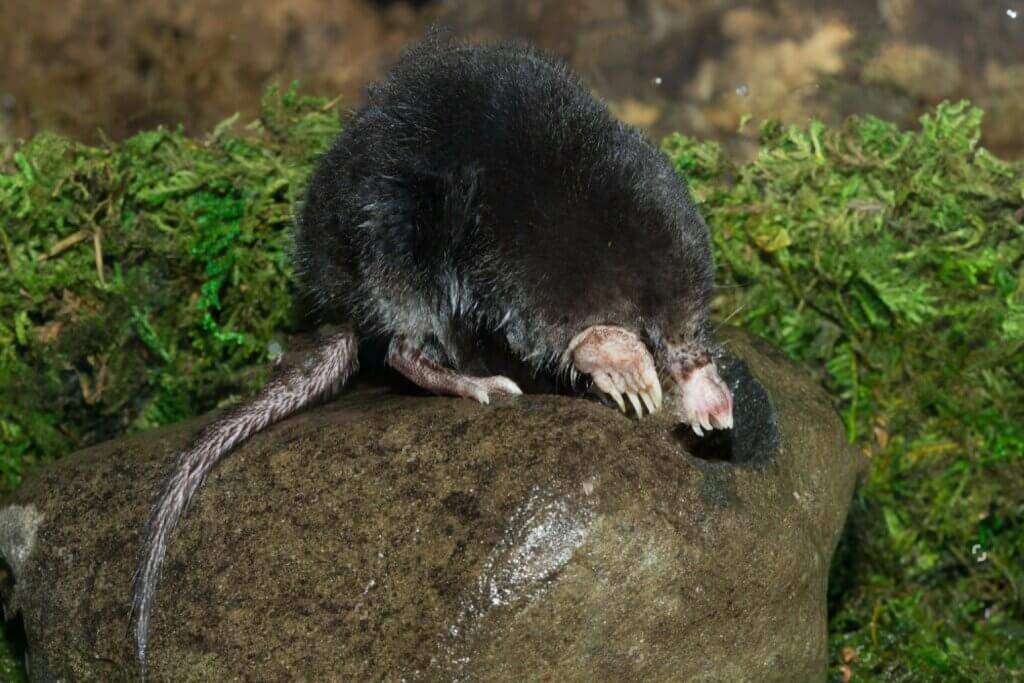Starnose Mole Typically Found in Ohio