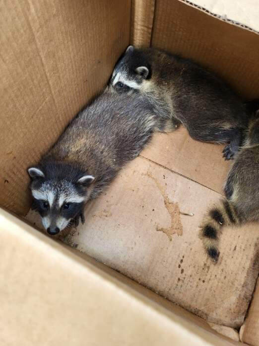 Raccoon kit removal
