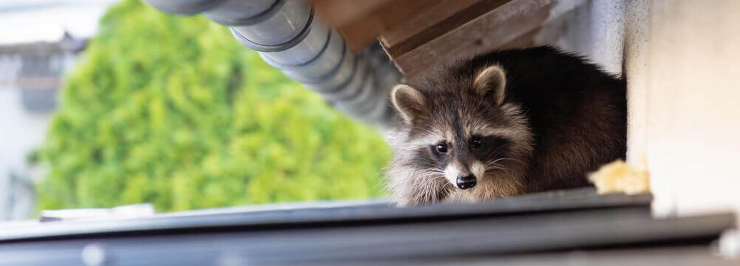 Raccoon hiding under a rooftop gutter.