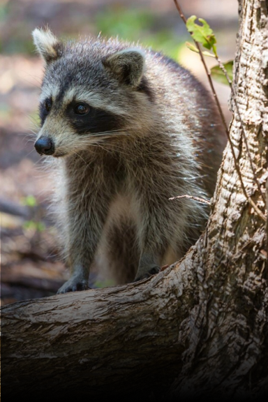 Raccoon Removal | Columbus OH | Ohio Critter Removal