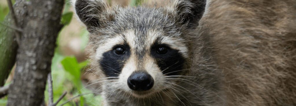 raccoon removal Columbus, Ohio