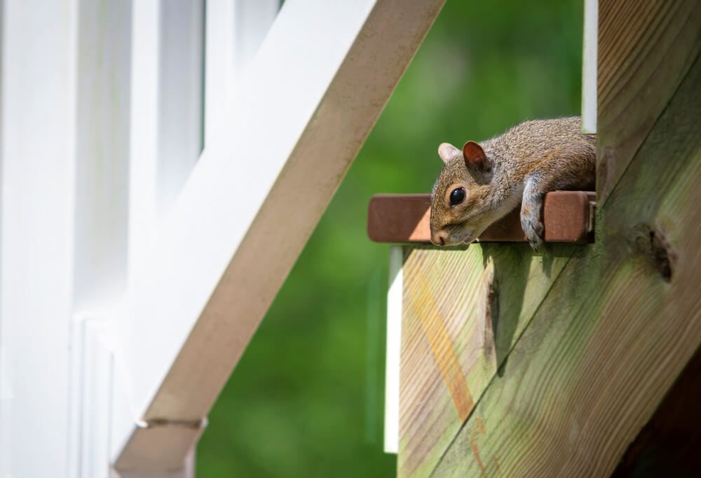 A squirrel peeks over the edge of a wooden structure near a white railing.