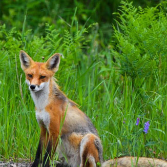 wildlife animial removal Ohio