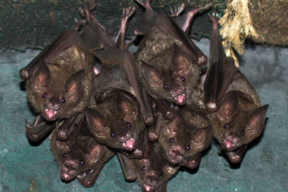 bat removal ohio