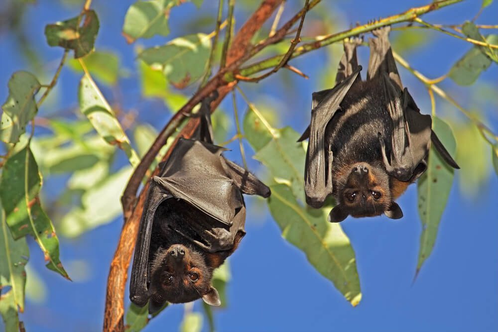 Two bats hanging upside down from a tree branch against a clear blue sky.
