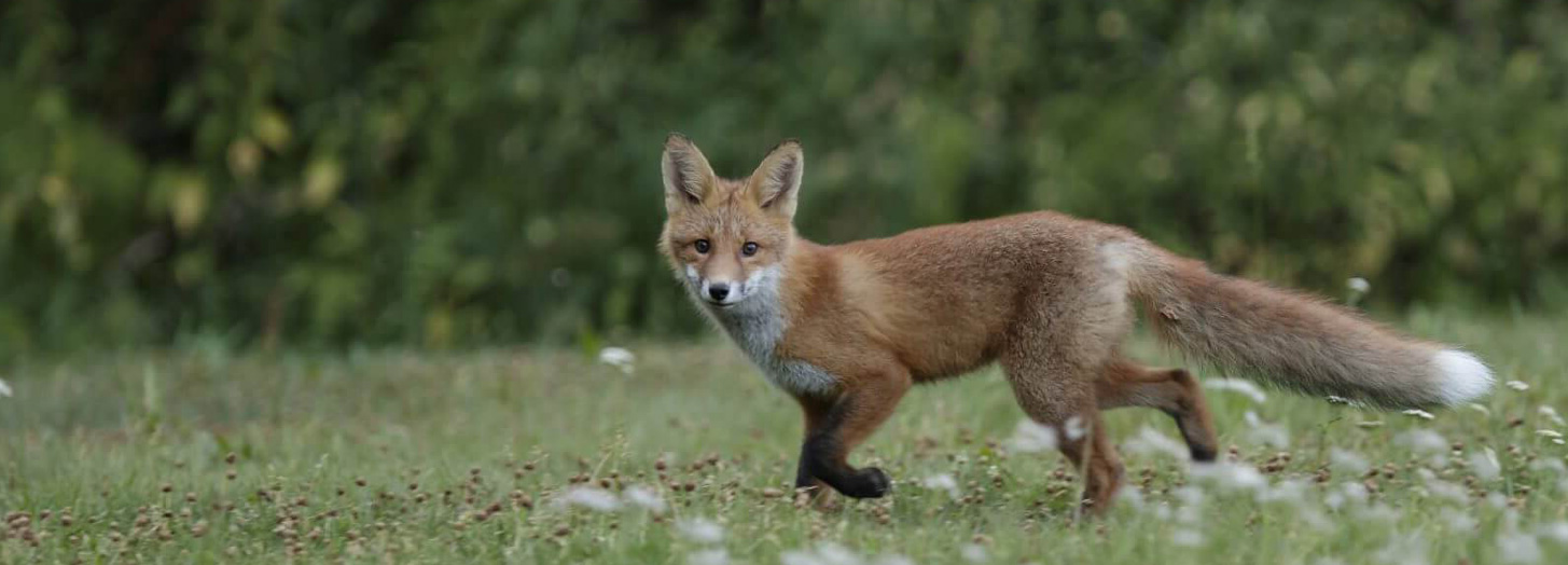 fox removal Ohio