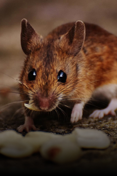 Mice & Rodent Removal | Columbus OH | Critter Removal Ohio