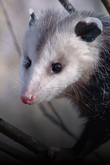 Opossum Removal | Columbus OH | Critter Removal Ohio