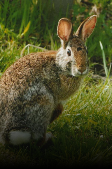 Rabbit Removal & Control | Columbus | Critter Removal Ohio