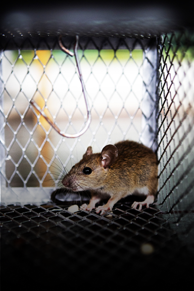 Rat Removal | Columbus OH | Critter Control Ohio