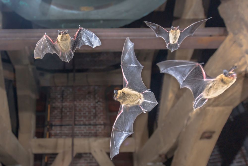 wildlife removal bats