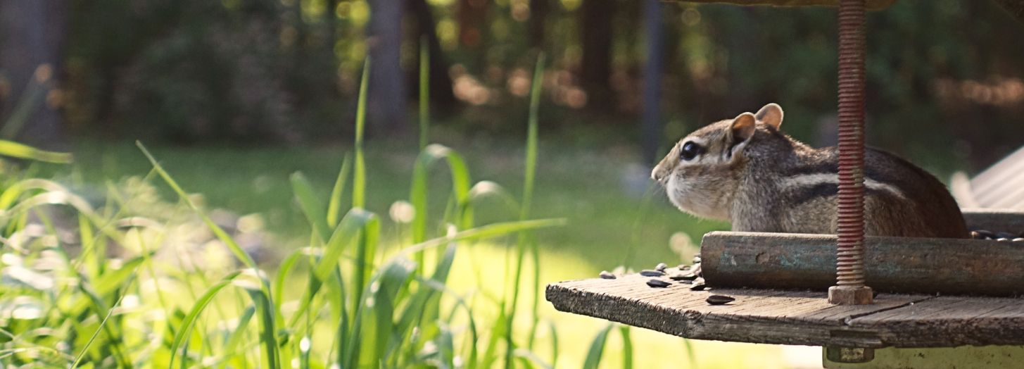 chipmunk removal ohio