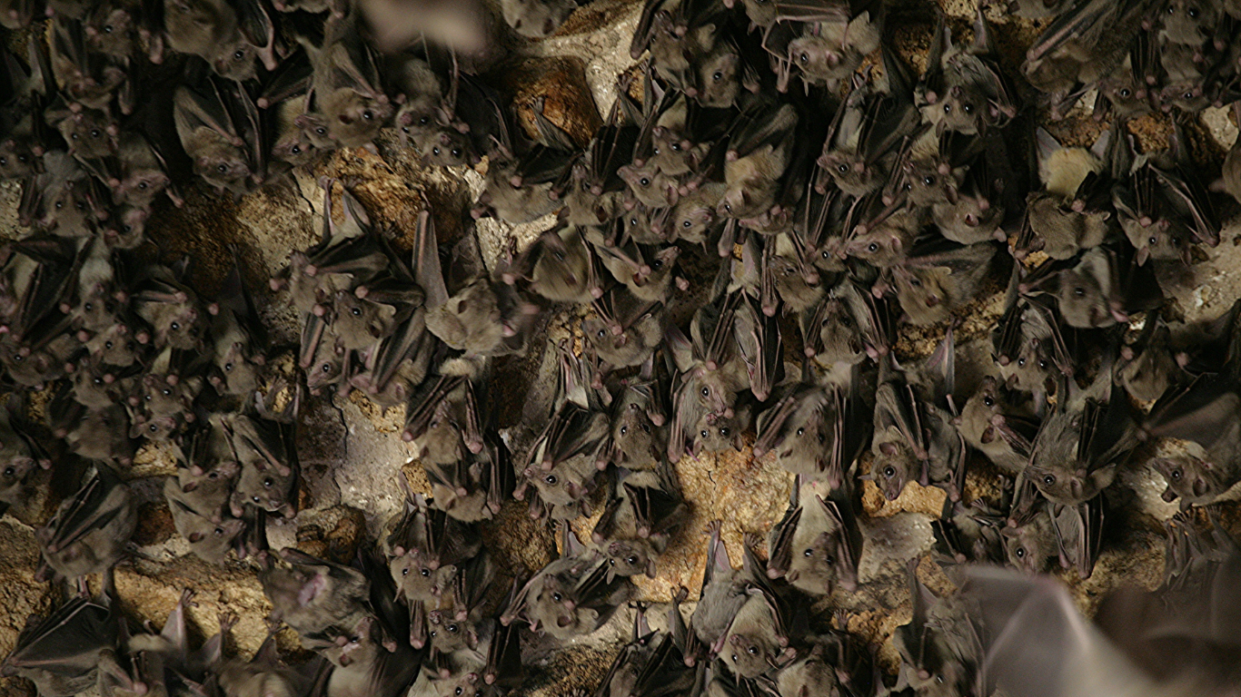 Who to call for bat removal