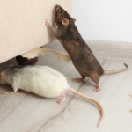 Effective Mice Treatments