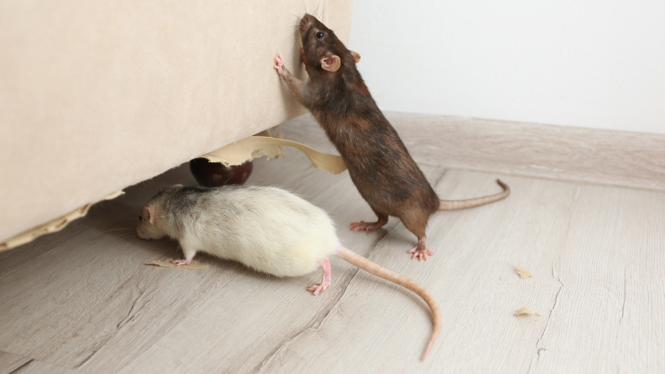 Effective Mice Treatments