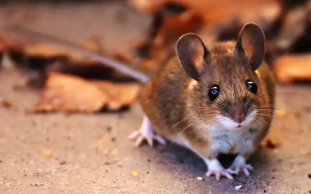 Mouse on ground surrounded by autumn leaves.