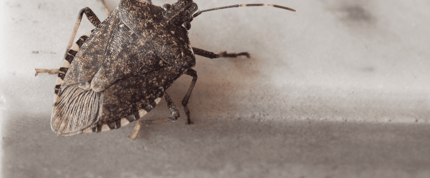 Stink Bug Crawling