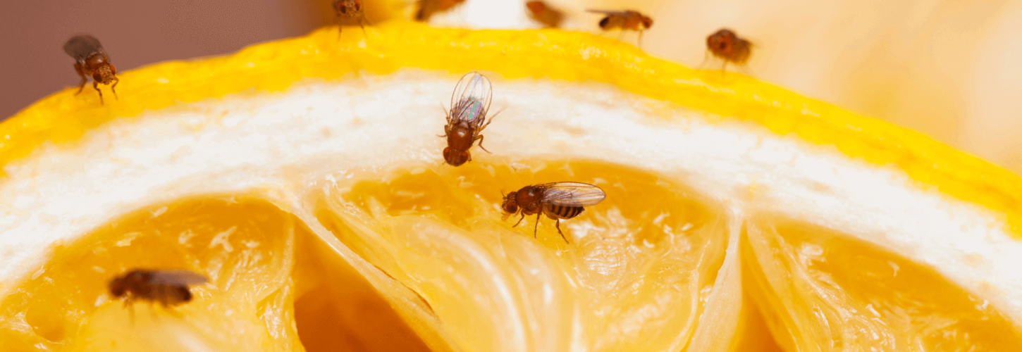 Group of Flies On An Orange